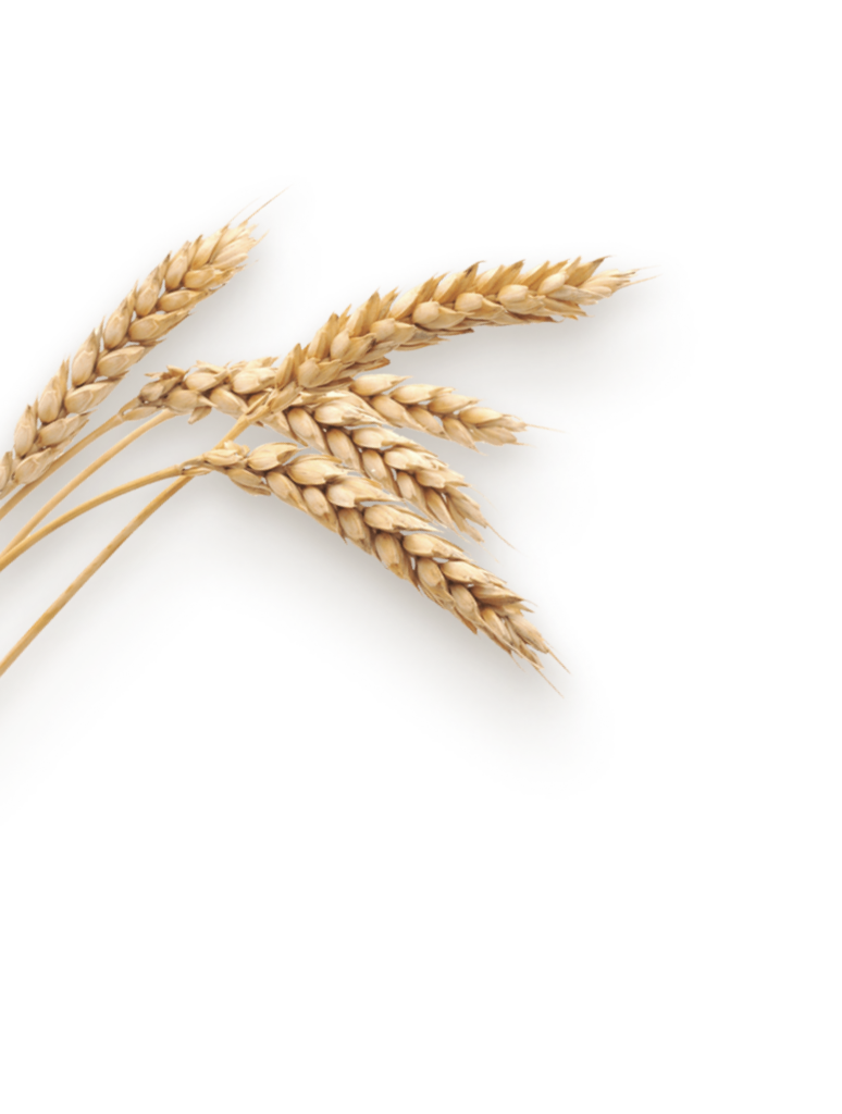 Weizenmehl besteht aus 3 Komponenten, was Locawo damit macht, zeigen wir dir hier!